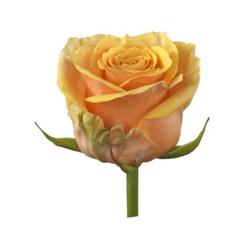 Bellini rose — Standard Roses