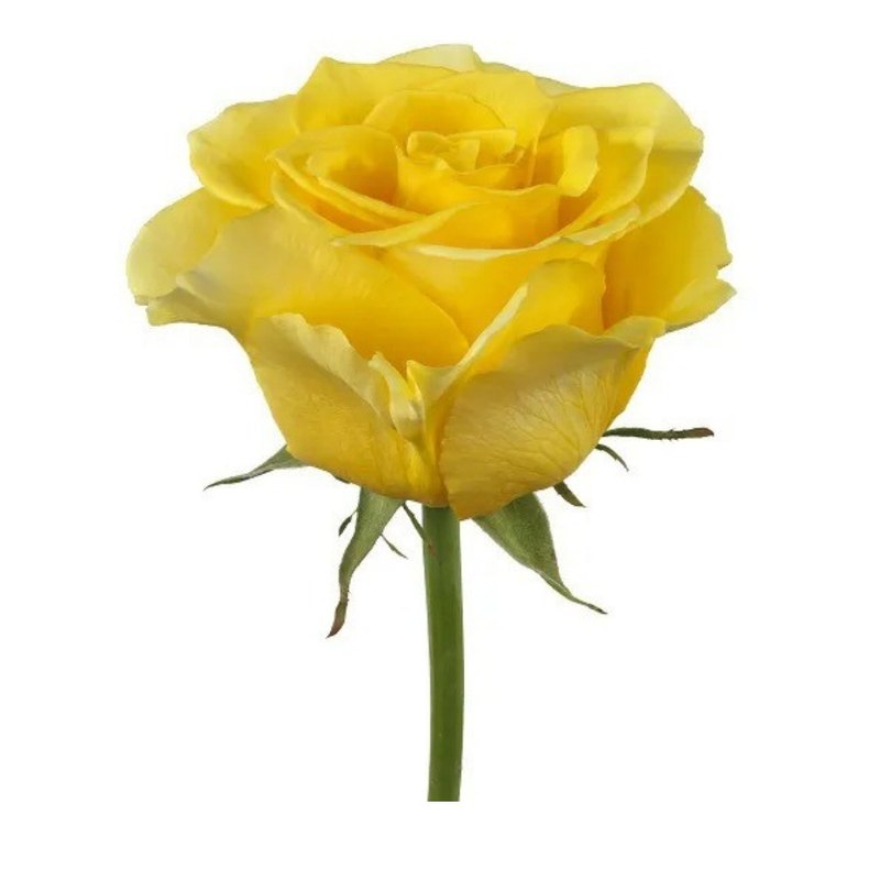 Palmares rose — Standard Roses