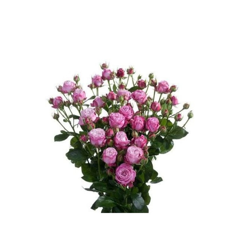Lady Bombastic rose — Spray Roses
