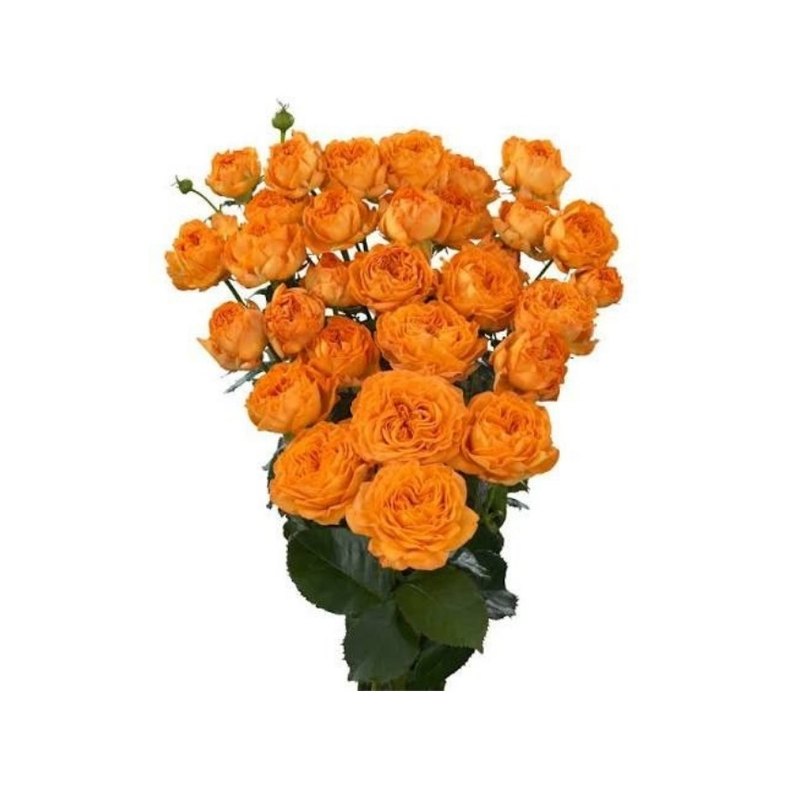 Orange Trendsetter rose — Spray Roses