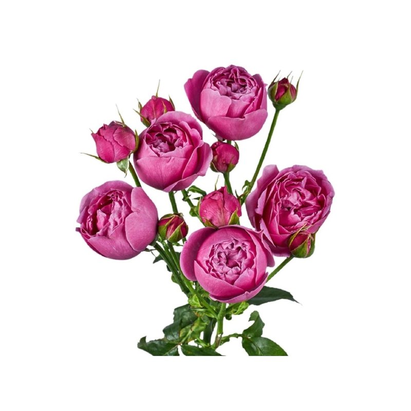 Misty Bubbles rose — Spray Roses