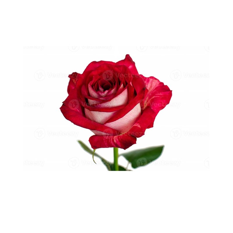 Alla rose — Standard Roses