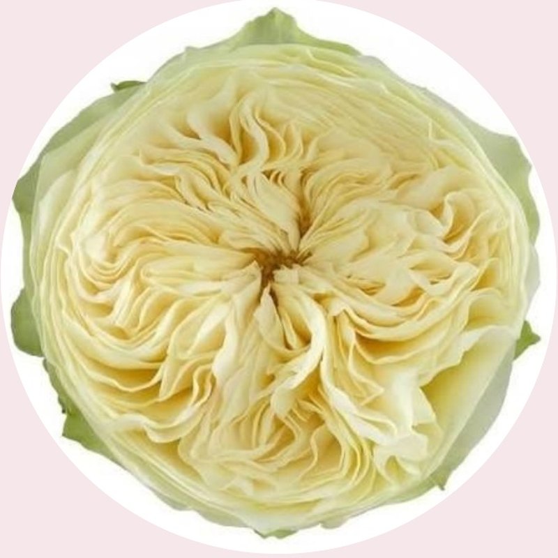 Lovely Harper rose — Special Collection