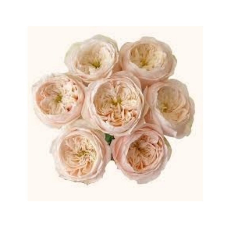 Any Love rose — Spray Roses