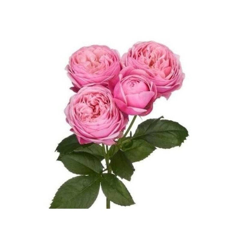 Silva Pink rose — Spray Roses