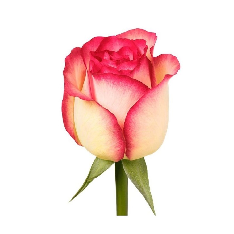 Jumilia rose — Standard Roses