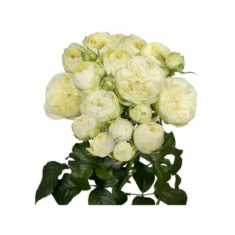 Ayala rose — Spray Roses