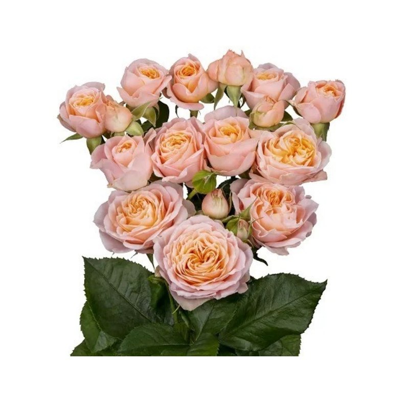 Villandry rose — Spray Roses