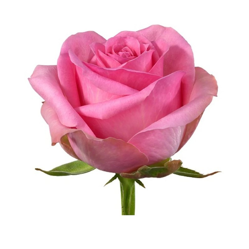 Faela rose — Standard Roses