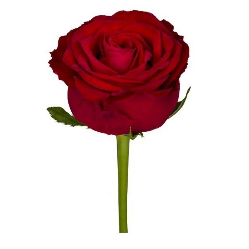 Anor rose — Standard Roses