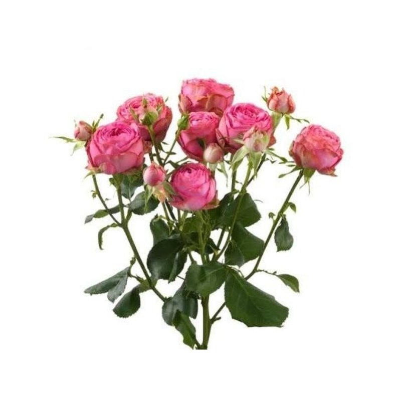 Giselle rose — Spray Roses