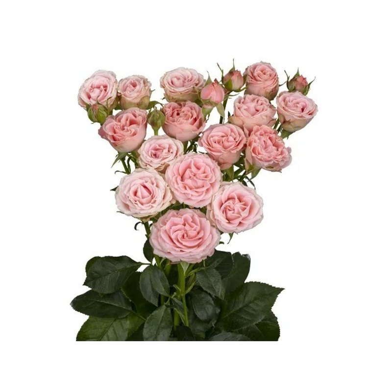 Excelle rose — Spray Roses