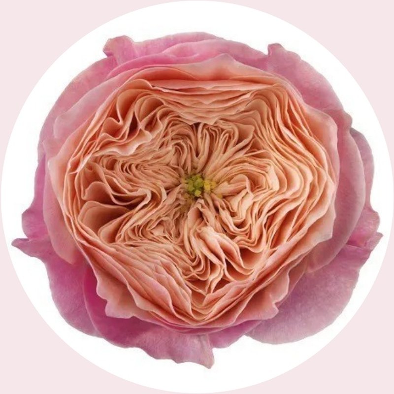 Harper rose — Special Collection