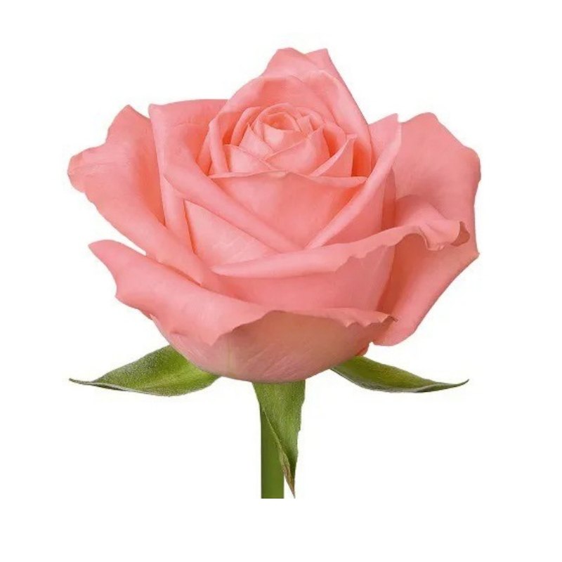 Gaya rose — Standard Roses