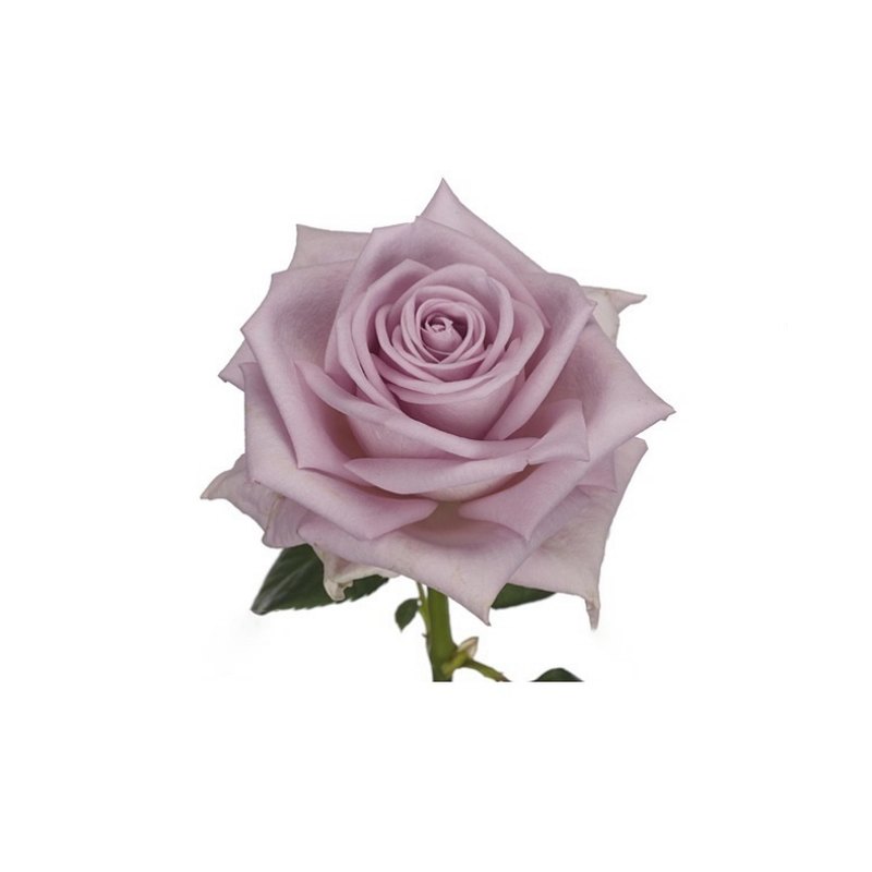 Monroe rose — Standard Roses