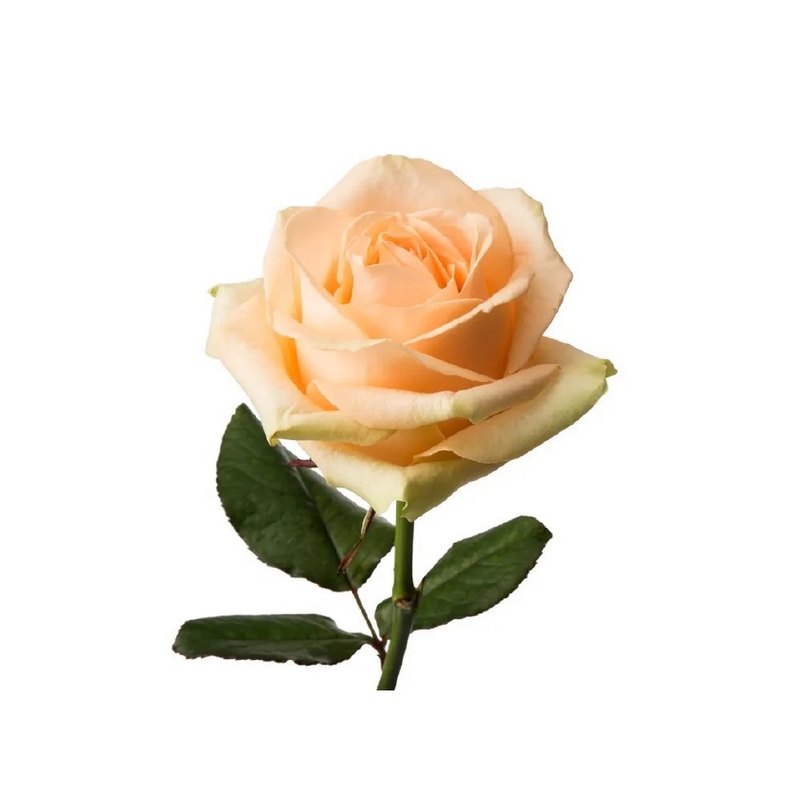 Peach Avalanche rose — Standard Roses