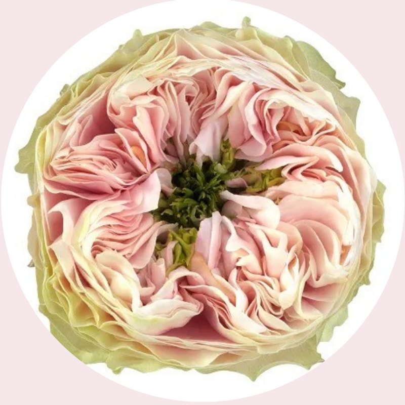 St. Peters Park rose — Special Collection