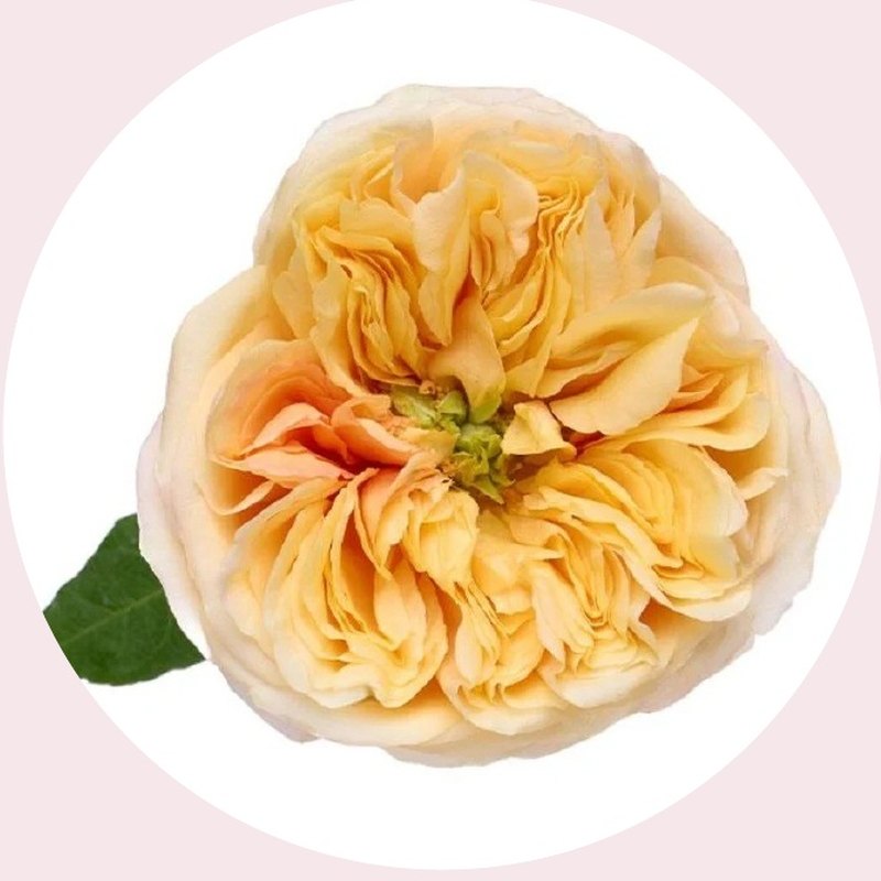 Cream X-pression rose — Special Collection