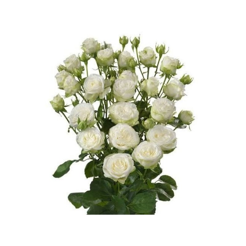 Miss Bombastic rose — Spray Roses