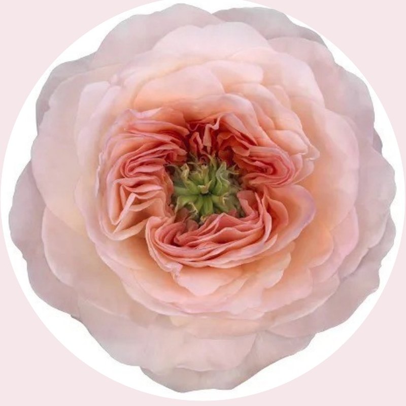 Annesley rose — Special Collection