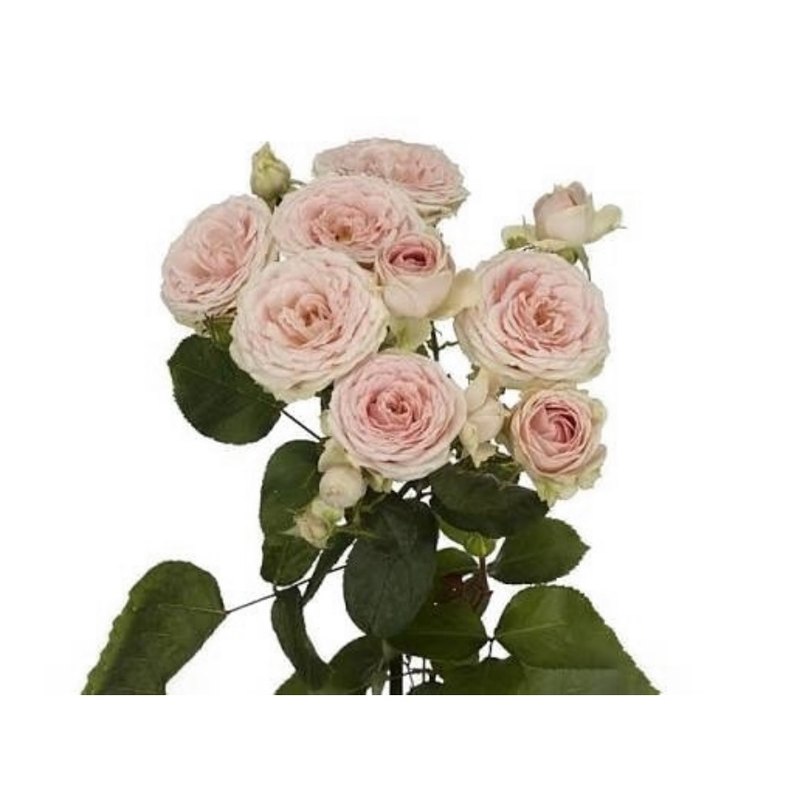 Sweet Giselle rose — Spray Roses