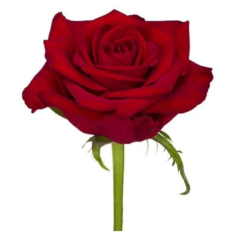 Ani rose — Standard Roses