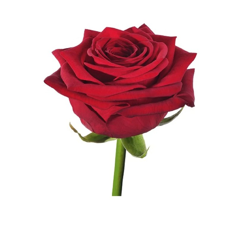 Red Naomi rose — Standard Roses