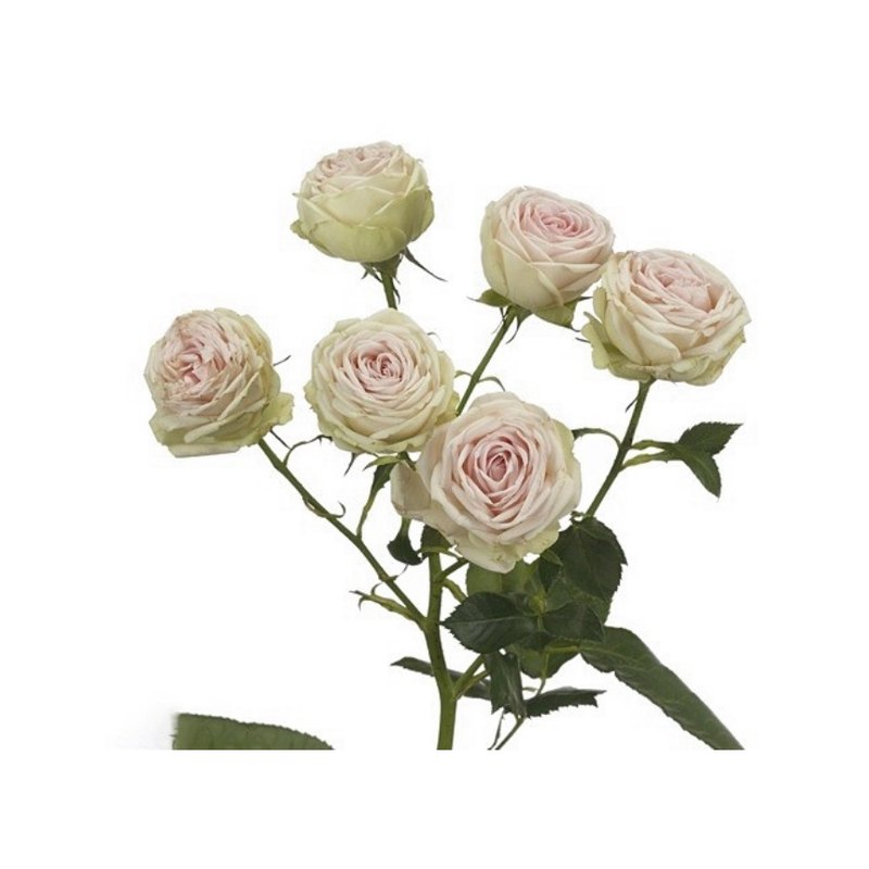Gelato rose — Spray Roses