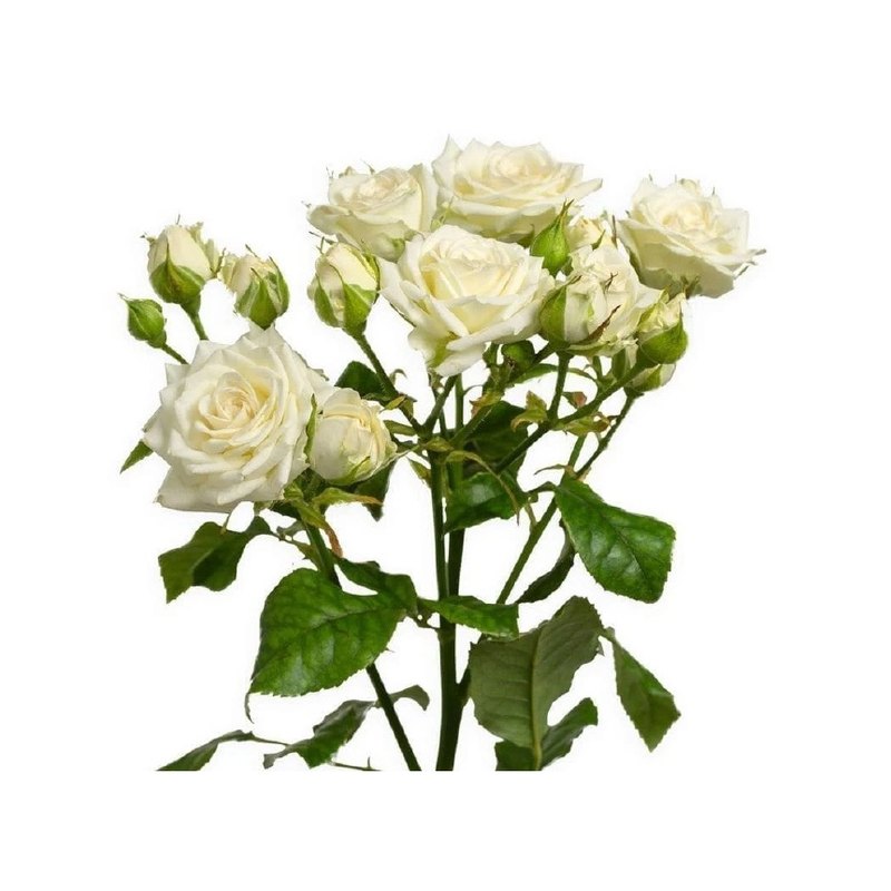Josefina rose — Spray Roses
