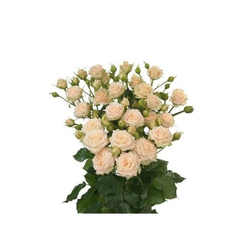 Tanja rose — Spray Roses