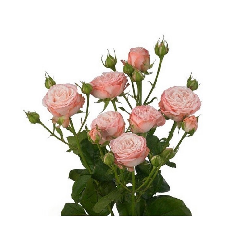 Madam Bombastic rose — Spray Roses