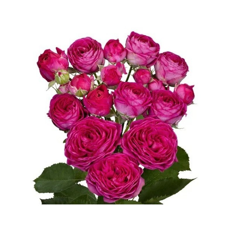 Momoe rose — Spray Roses