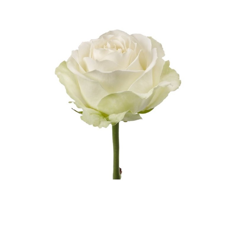 Avalanche rose — Standard Roses