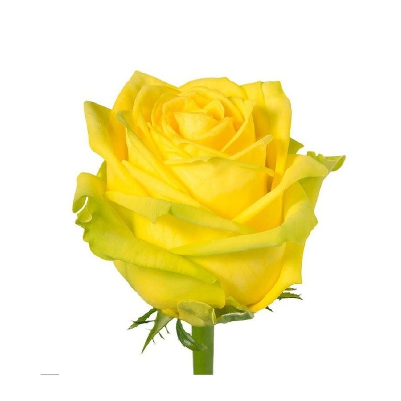 Penny Lane rose — Standard Roses