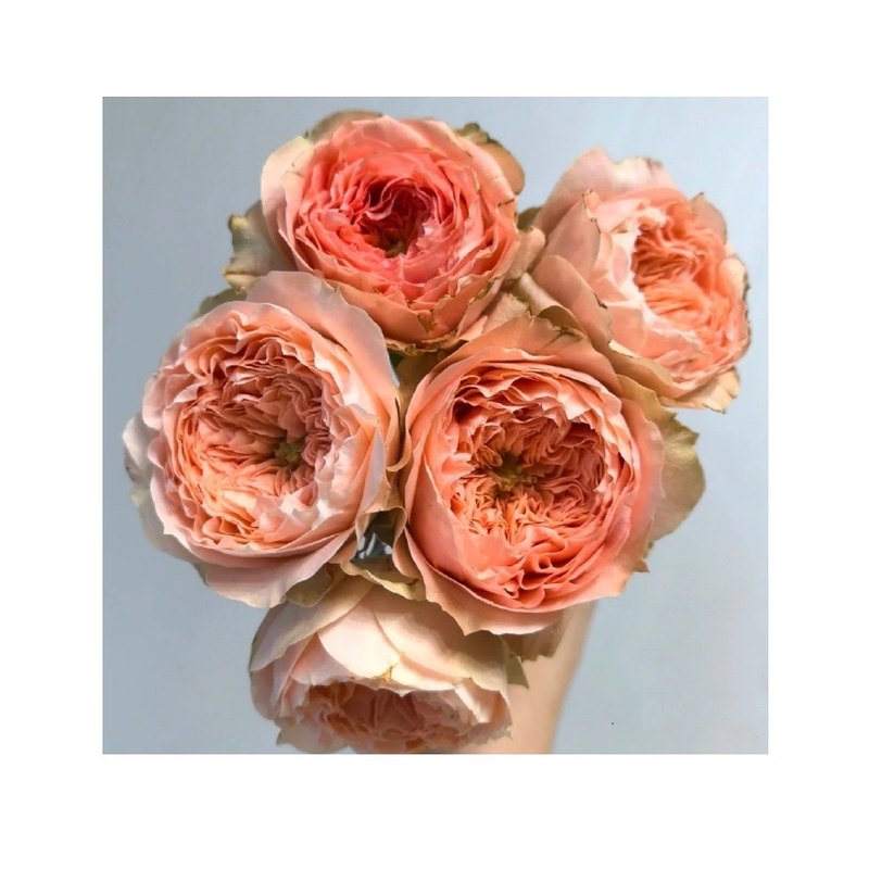 Any Harper rose — Spray Roses
