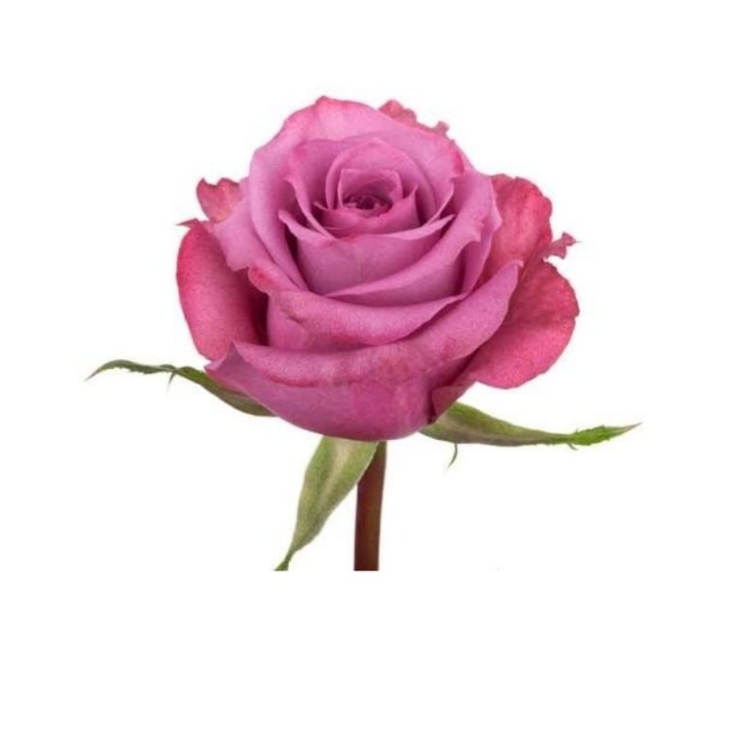 Kendal rose — Standard Roses