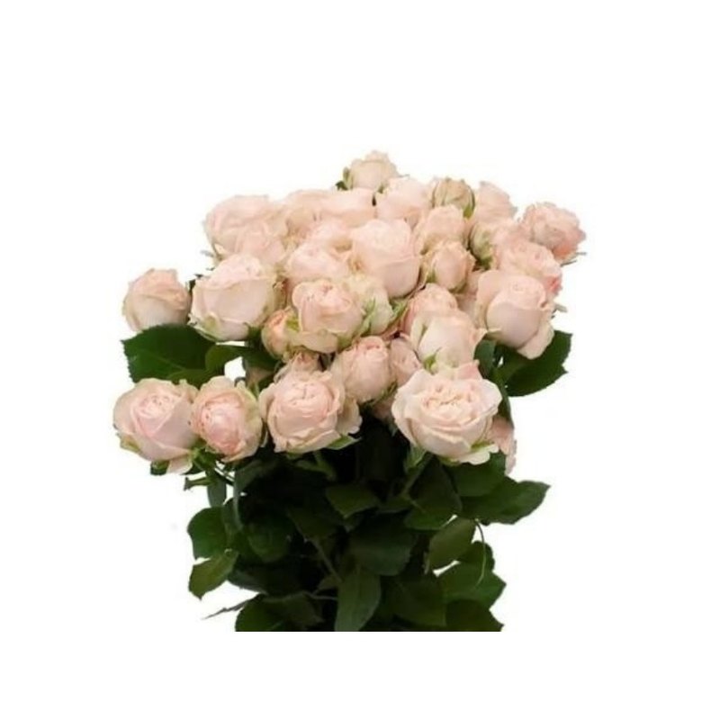Bombastic rose — Spray Roses