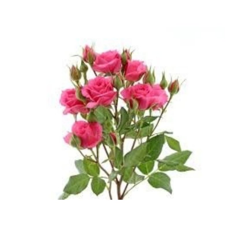 Pink Dimension rose — Spray Roses
