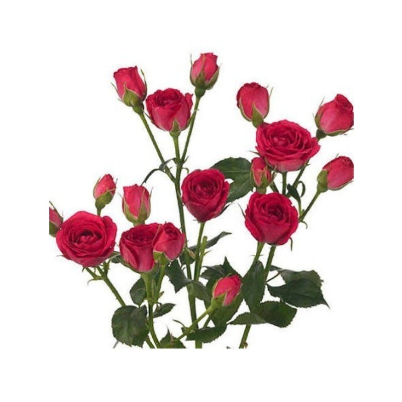 Red Bubbles rose — Spray Roses